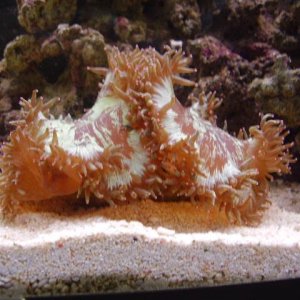 uniformcoral.JPG
