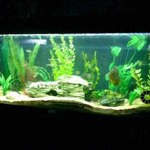 bigtank_view.jpg