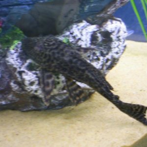 pleco.jpg