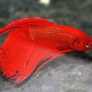betta_021___Copy.JPG