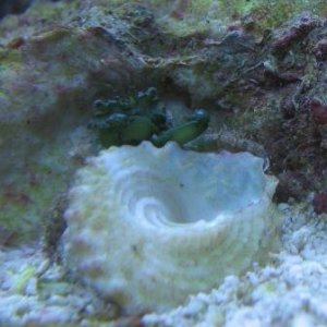 Emerald_Crab.jpg