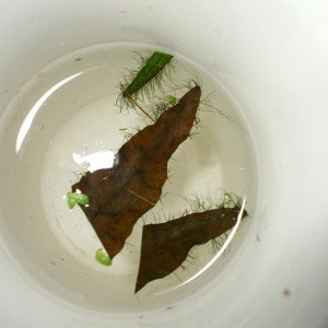 algae_001.jpg