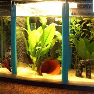 betta_tank_009.jpg