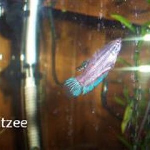 fitzee__WinCE_.JPG