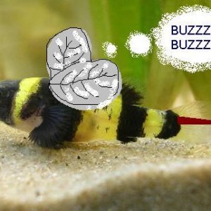 bumblebee_gobie.jpg