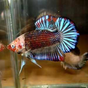 fwbettashmp1204636016__Small_.jpg