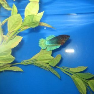 fish_303.jpg
