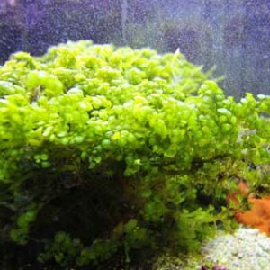 green_plant_lr.jpg