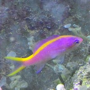 purple_anthias.jpg