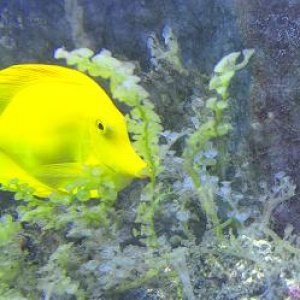 yellow__purple_ifsh.jpg