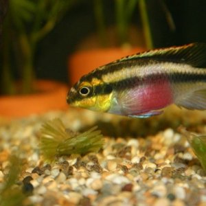 Kribs___Kids__768_x_512_.jpg