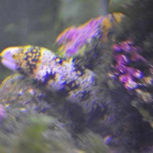 eel_pic.jpg
