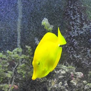 yellow_dude.jpg