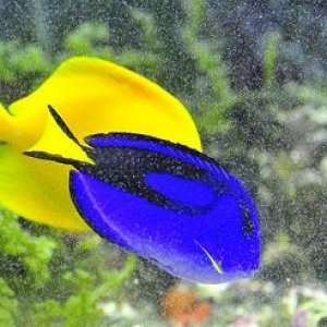 2_tangs.jpg