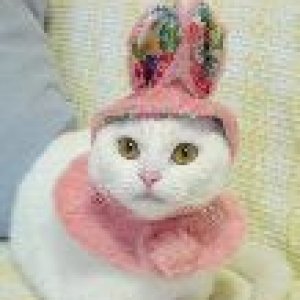 cat_av_15832.jpg