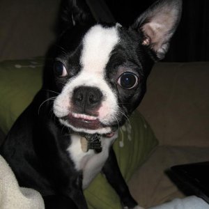 puppy_180.jpg