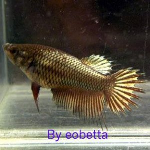 gold_crowntail_female.jpg