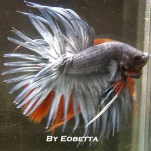 silver_crowntail_male.jpg