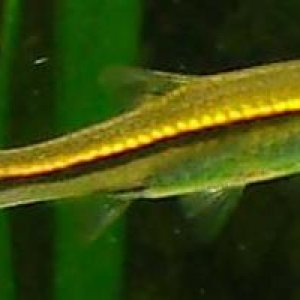 rasbora.JPG