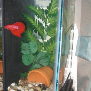 fish.jpg