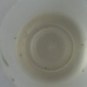 Picture_088__Small_.jpg