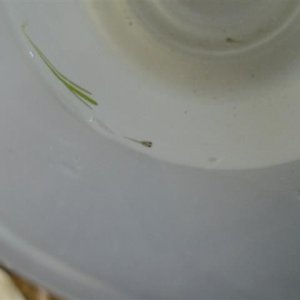 Picture_089__Small_.jpg