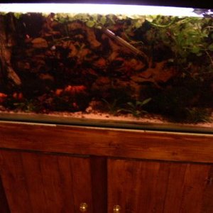 all_tanks_011a.JPG