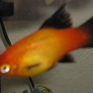 fish_001.jpg