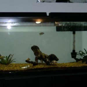 aquarium.JPG