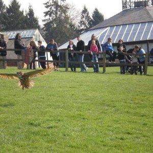 eagle_owl.jpg