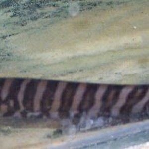 tiger_knife.jpg