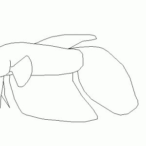 exvt.GIF