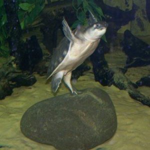 fly_river_turtle_2.jpg