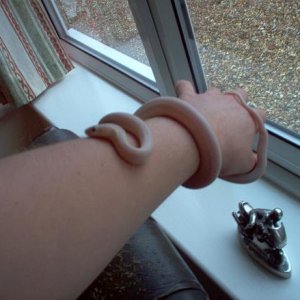 snake_2.jpg