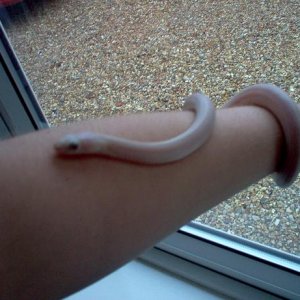 snake_3.jpg