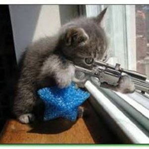 kitty_and_gun.jpg