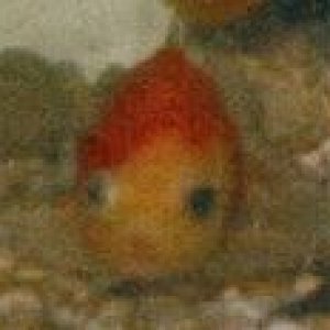 tweety_baby.jpg