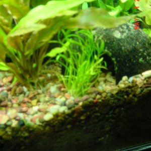 plants_084.jpg