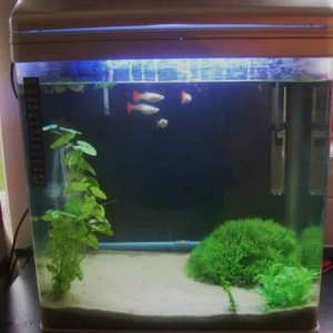 Tank4.JPG