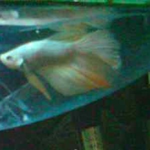 golden_betta.jpg