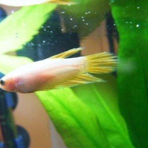 DSCF1502__Small_.jpg