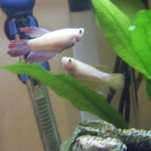 DSCF1493__Small_.jpg
