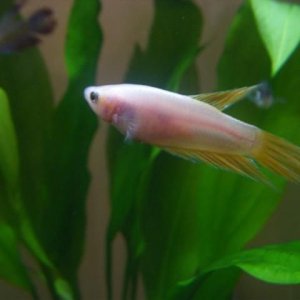 DSCF1543__Small_.jpg