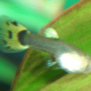 guppy1.PNG