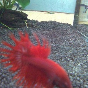 Fish1__.JPG