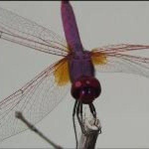 Dragonfly__Small_.jpg
