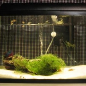 10_gallon_002.jpg