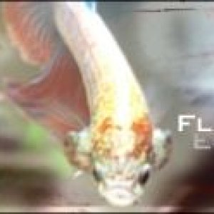 flash_betta_sig.jpg