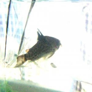 cory_001.jpg