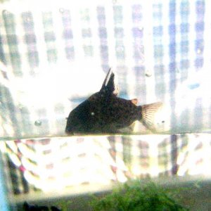 cory_004.jpg